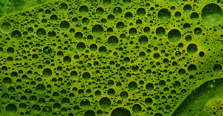 Chlorophyll